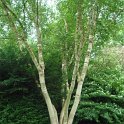 Betula ermanii